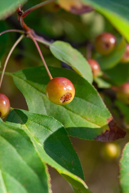 太阳多次在 太阳多次在
